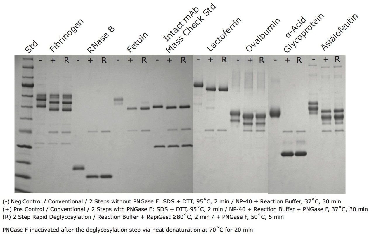 Figure 7. Gel Electrophoresis Assay for Deglycosylation of Glycoproteins. 