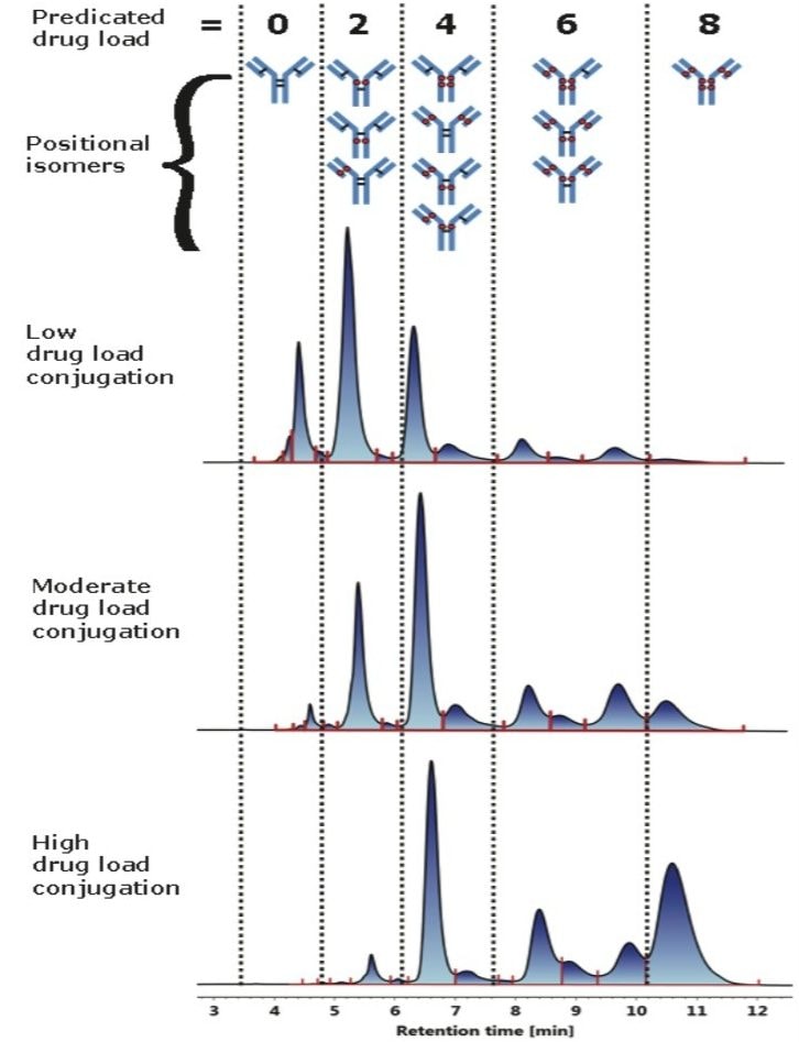 Cysteine conjugated ADC analysis using HIC