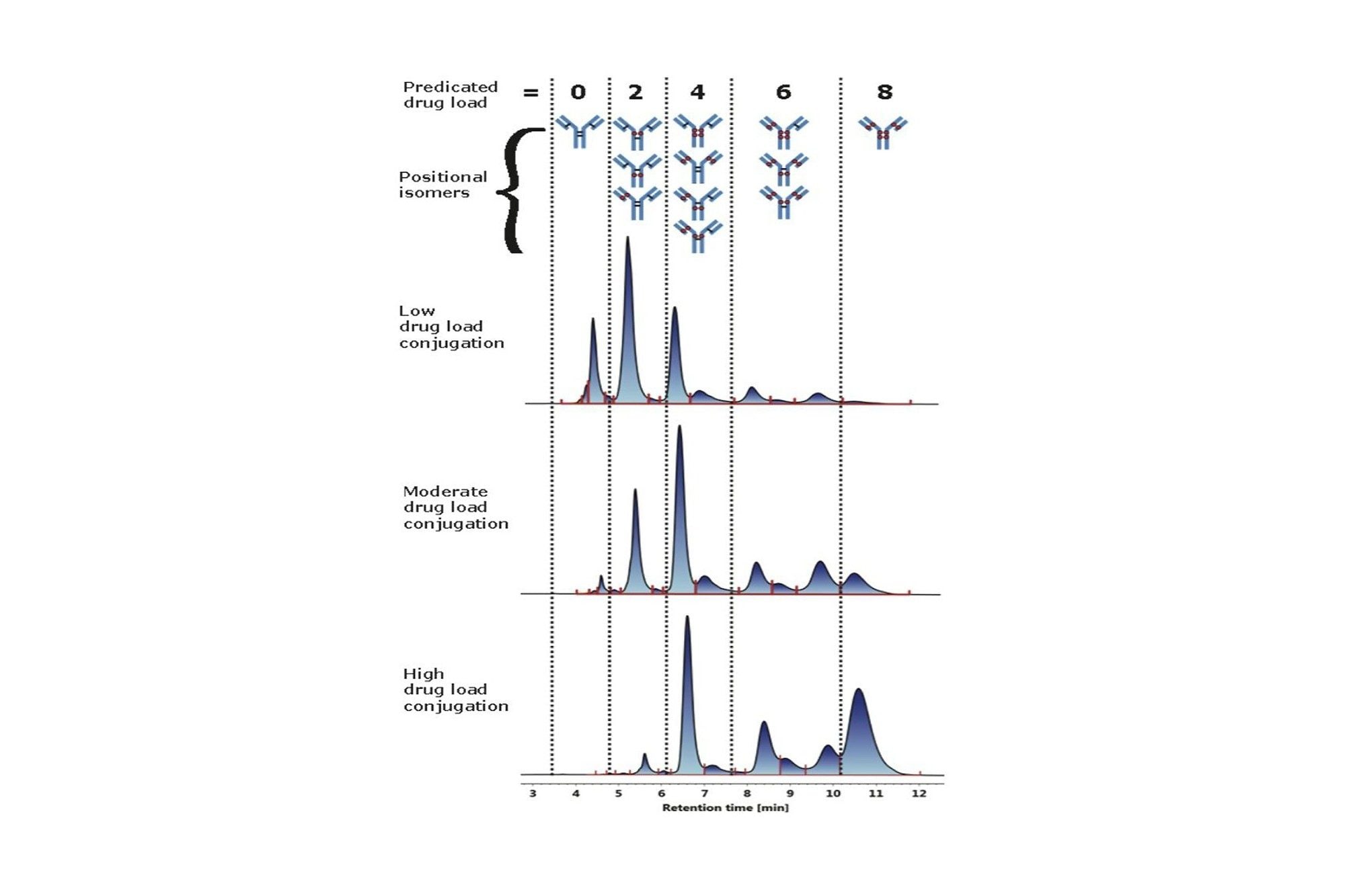 Cystein-konjugierte ADC-Analyse mittels HIC Die Wirkstoffverteilung wurde für drei verschiedene, mit Cystein-konjugierte ADC-Proben mit zunehmender Wirkstoffladung bestimmt.