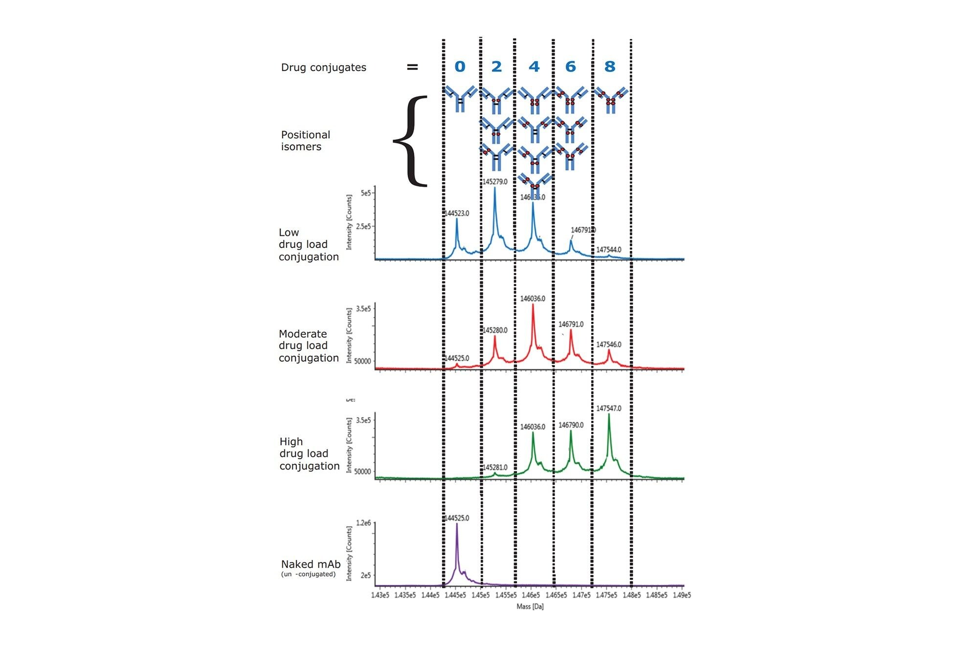 Deconvoluted intact mass spectra for cysteine-conjugated ADCs from native SEC-LC-MS after deglycoslytation. Drug distribution was compared for three different cysteine-conjugated ADC samples with increasing drug load