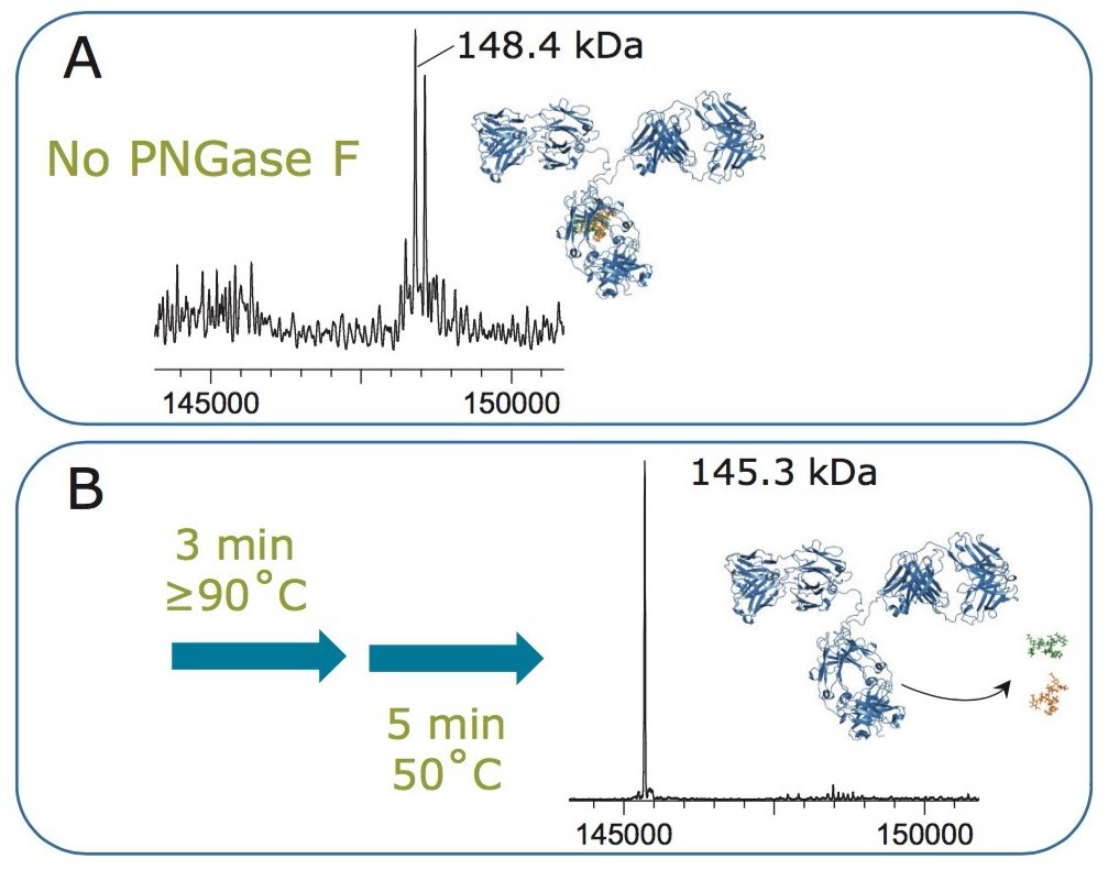 Intact mass analysis of Intact mAb Mass Check Standard (A) before and (B) after rapid deglycosylation with the GlycoWorks RapiFluor-MS N-Glycan Kit.