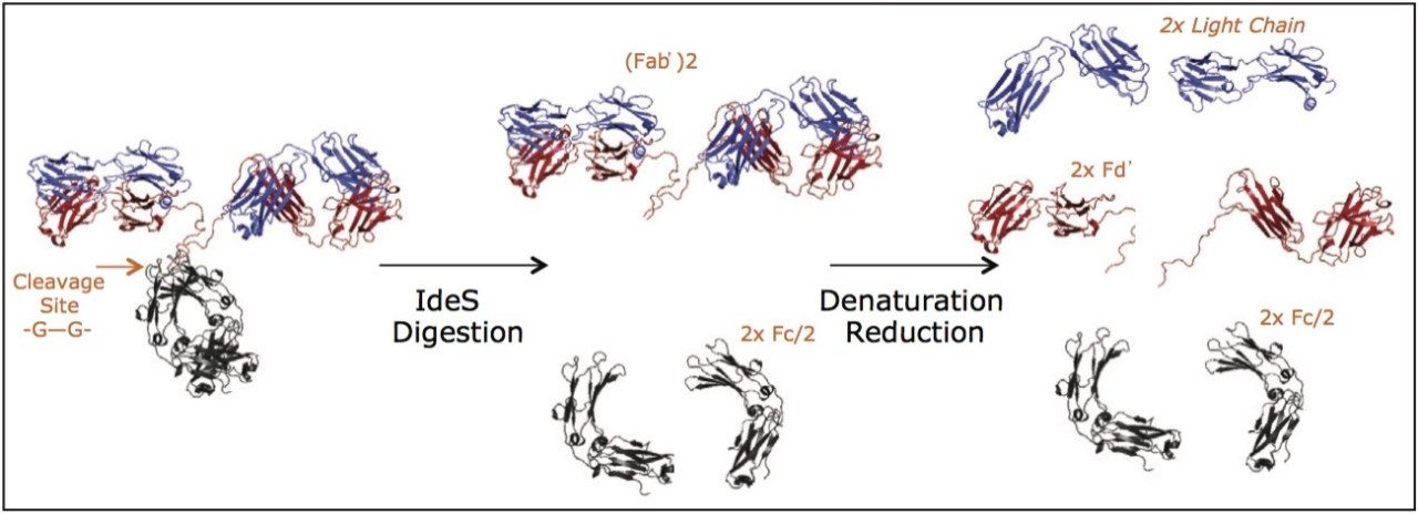  IdeS digestion and reduction scheme for preparing IgG LC, Fd', and Fc/2 subunits