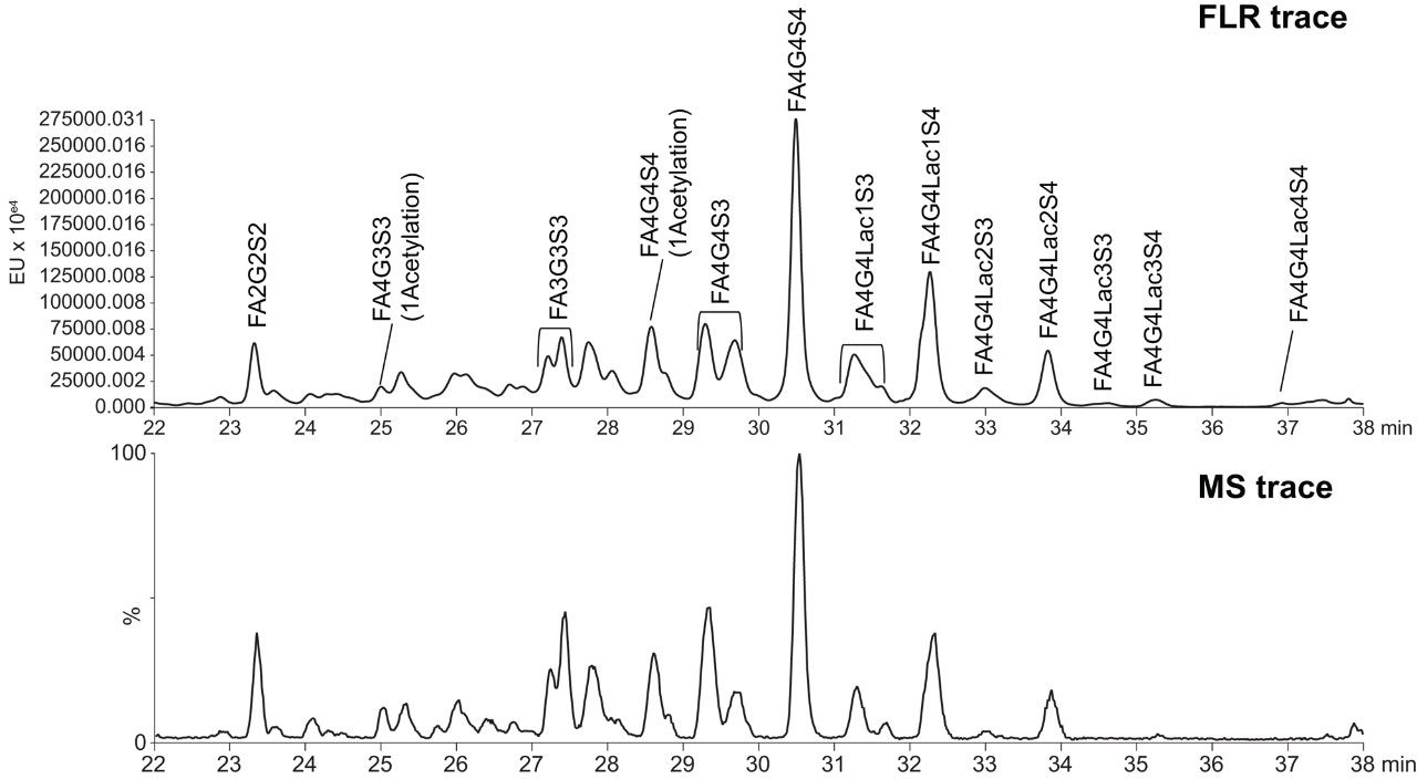 HILIC-FLR-MS of RapiFluor-MS labeled N-glycans. 