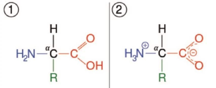 Amino acid structure.