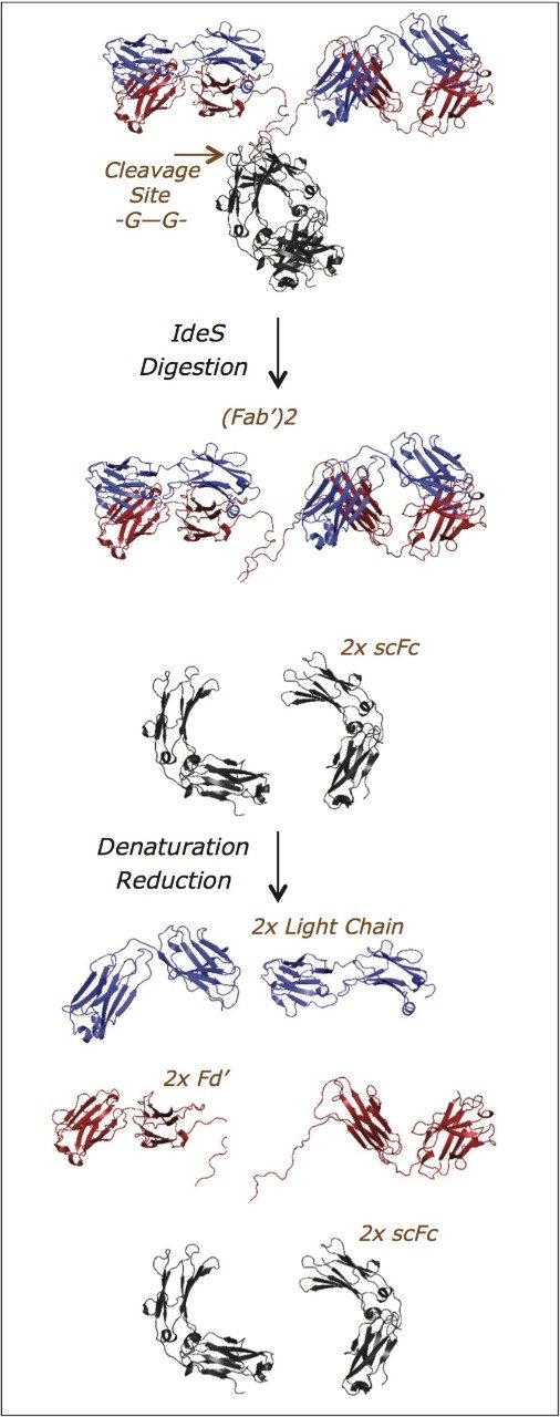 IdeS digestion and reduction scheme 