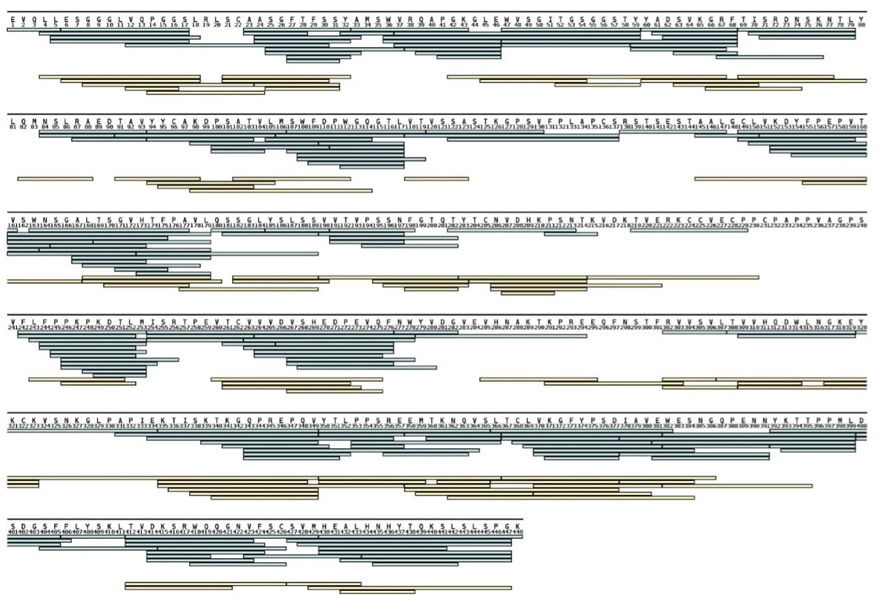 Sequence map of heavy chain of IgG2. 