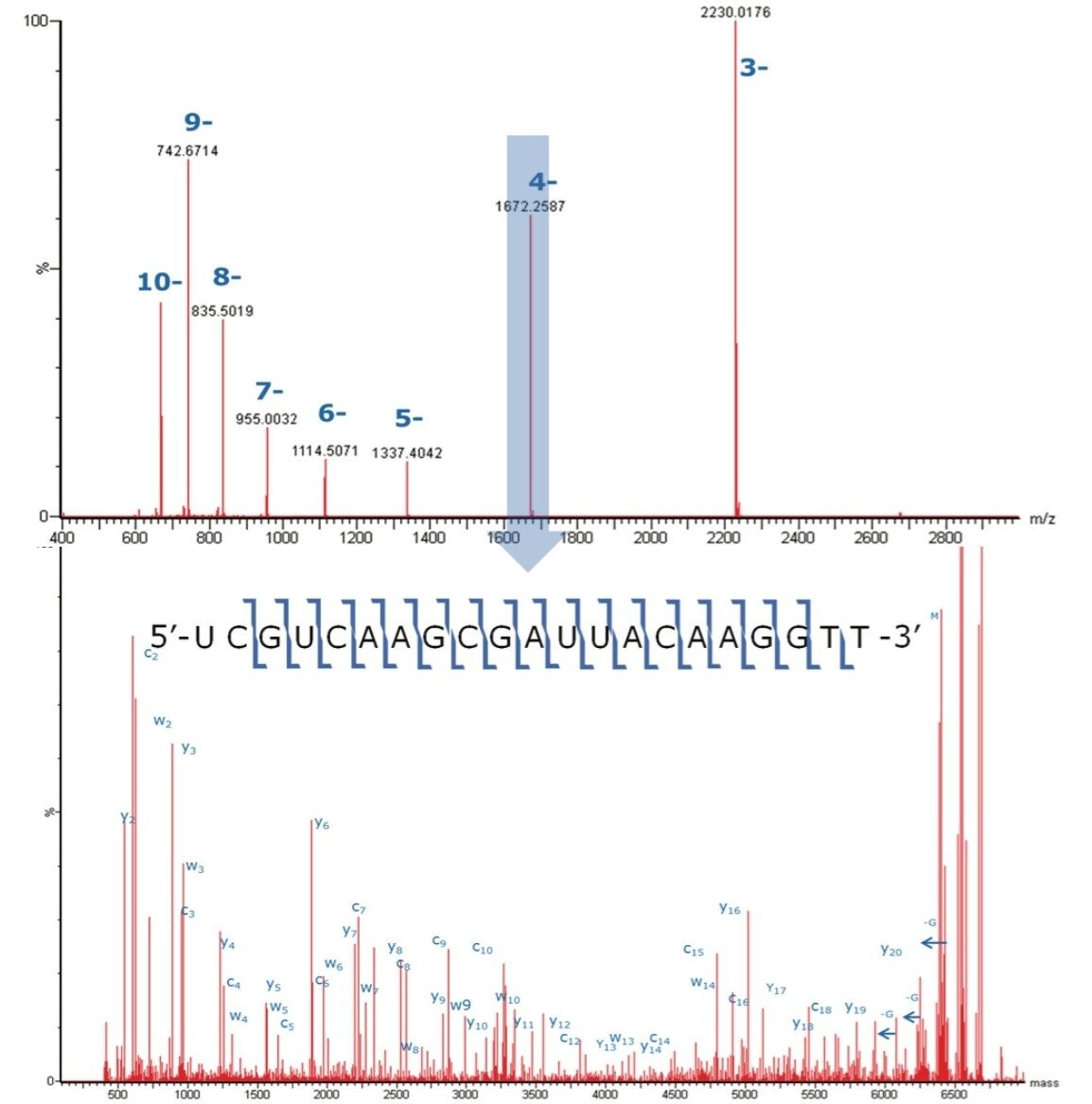 LC-MS/MS full ladder sequence confirmation for the ssRNA sequence of 5'-UCGUCAAGCGAUUACAAGGTT-3' was achieved. 