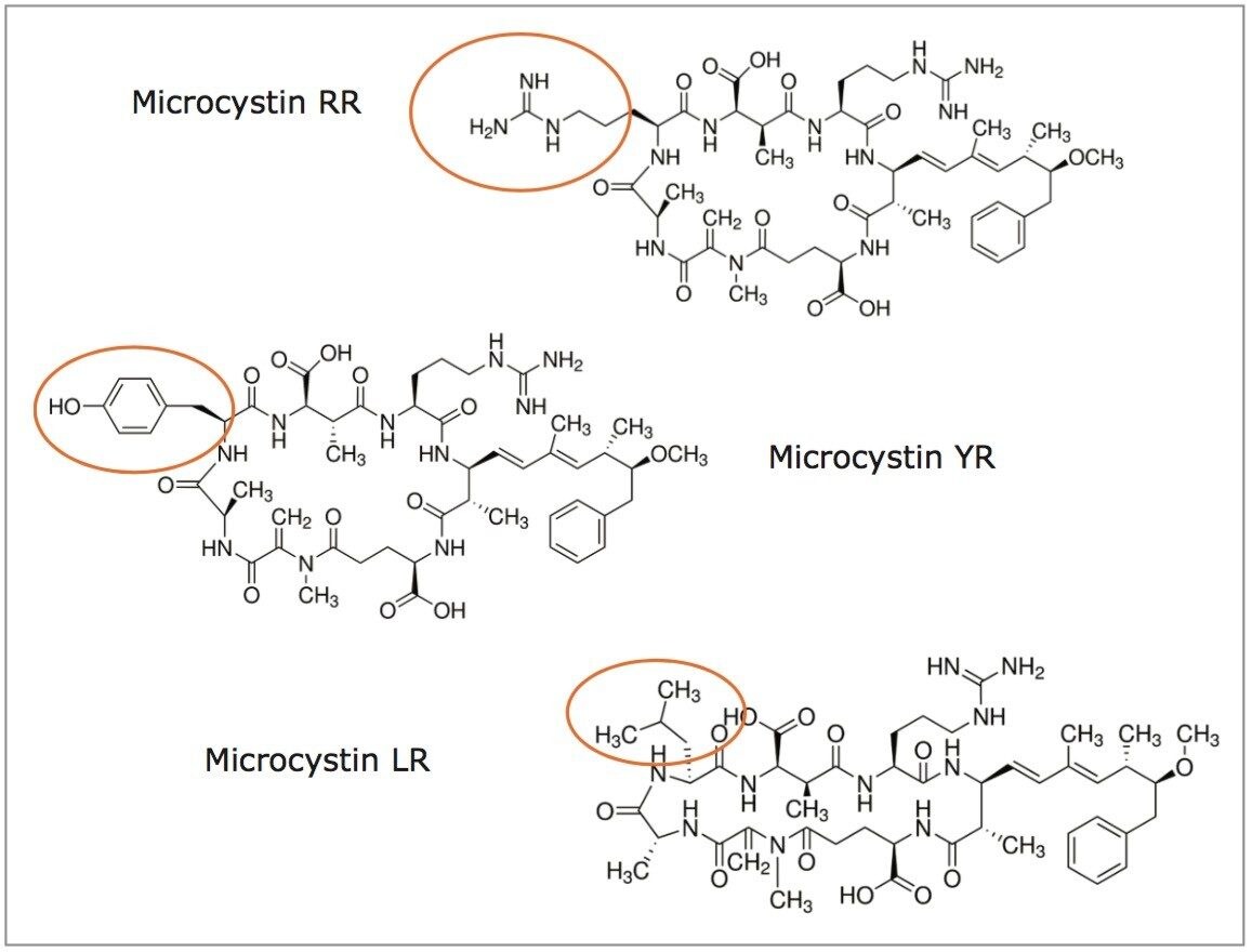 Chemical structures of microcystins RR, LR, and YR.