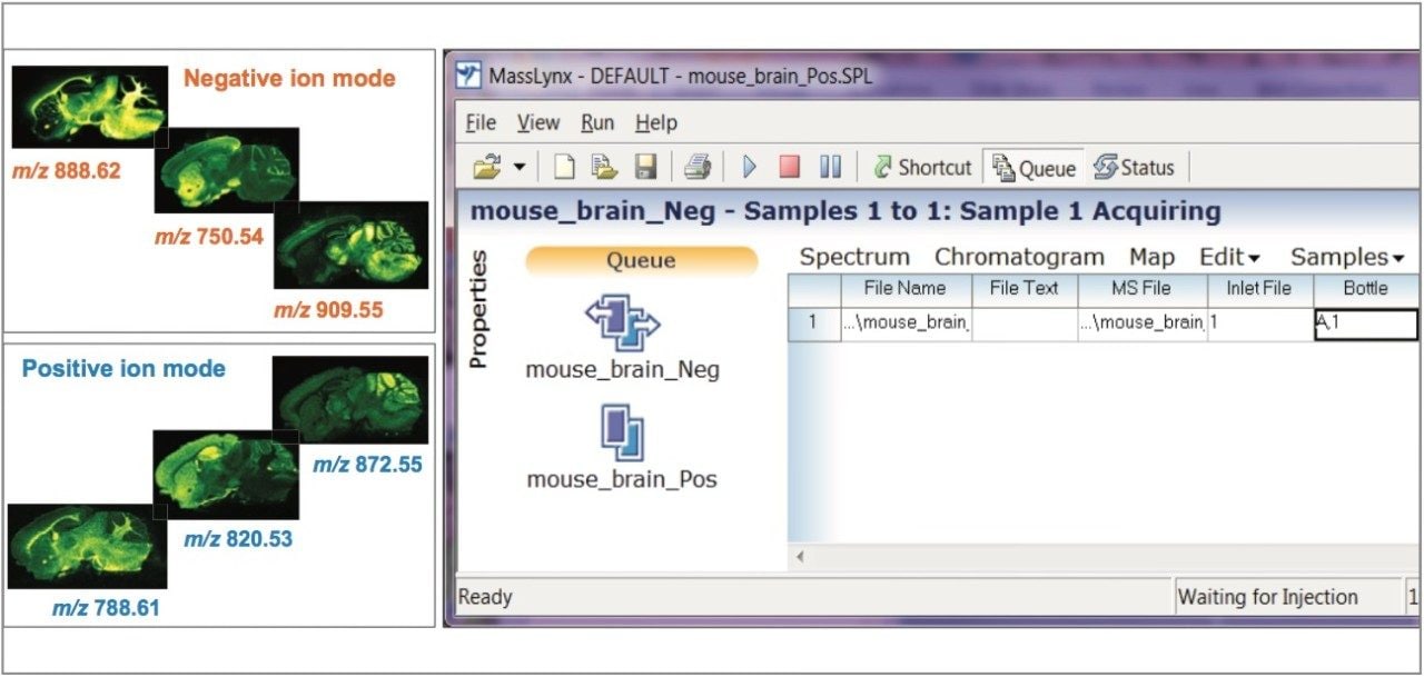 Multiple negative and positive ionization DESI imaging experiments on the same mouse brain tissue section.