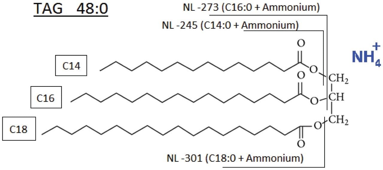 Fragmentation of the ammonium adduct for a given Triglyceride 