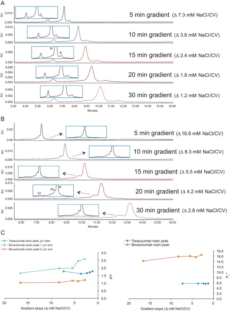 Effect of gradient time on mAb charge variant separation. A: Trastuzumab, 20 mM MES, pH 5.7, 50–85 mM NaCl. B: Bevacizumab, 20 mM MES, pH 5.4, 120–200 mM NaCl. The arrows point to the rescaled figures where detailed separation of low abundance peak was shown. C: Effect of gradient time on p/v and Pc*. Because the longer the gradient time, the shallower  the gradient slope, the x-axis is in reverse order to show the effect of increasing gradient time. 