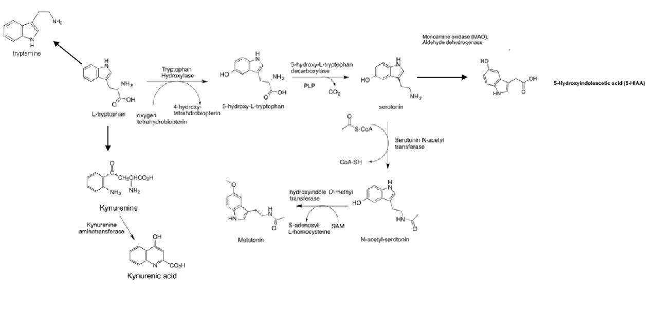 Schematic showing the metabolic pathway for tryptophan