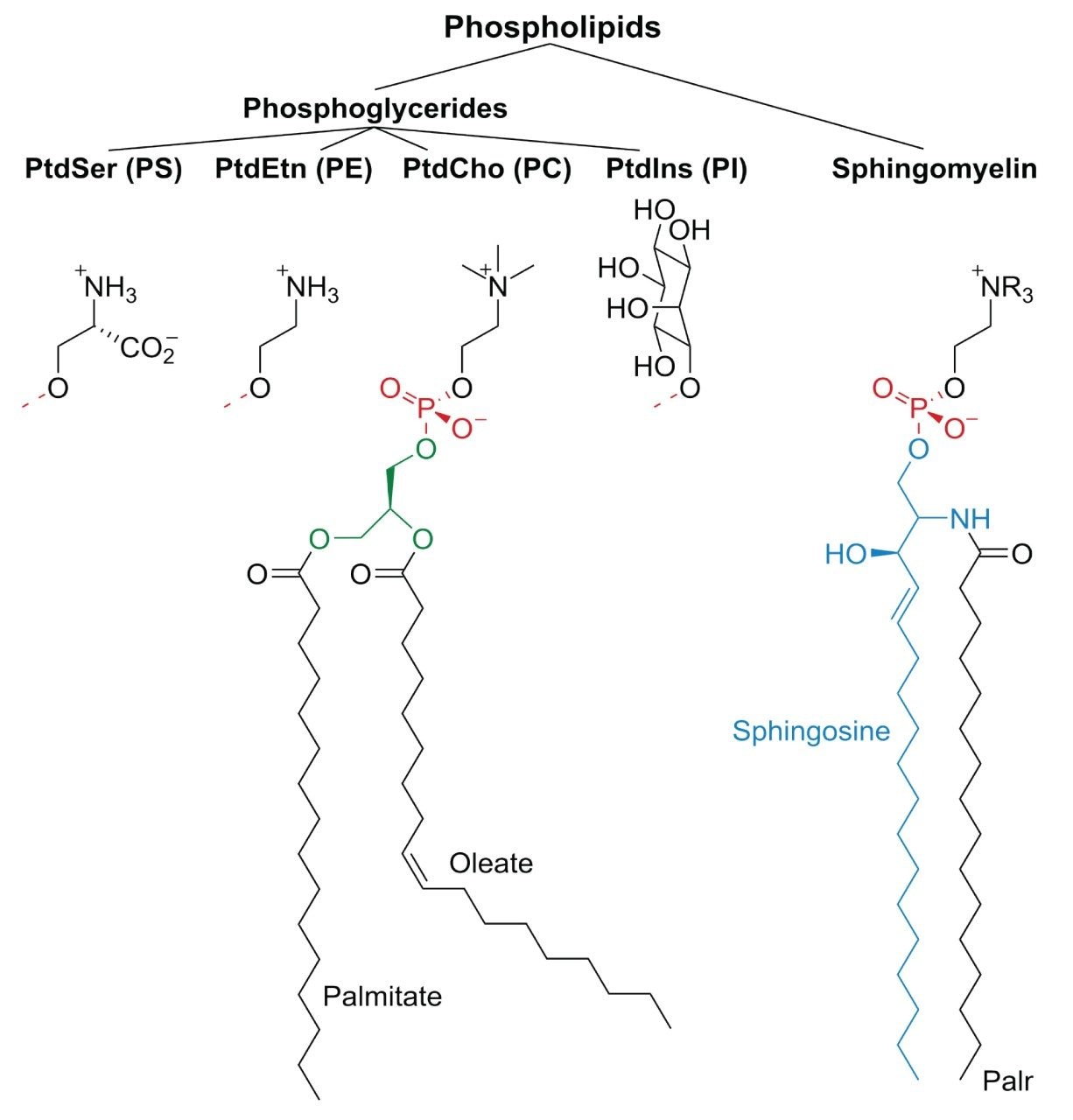 Classification of phospholipids.