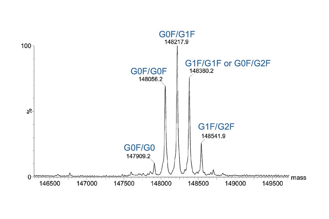 Representative MaxEnt1 deconvolution of trastuzumab from denaturing analysis (10 ng injection).