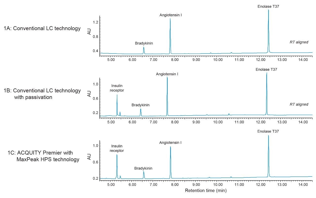 Recovery of insulin receptor, a doubly phosphorylated peptide