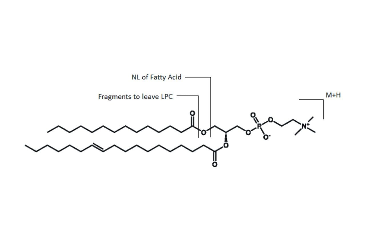 Fragmentation pattern for the specific MRM transitions used for the detention of a given Diacyl PC