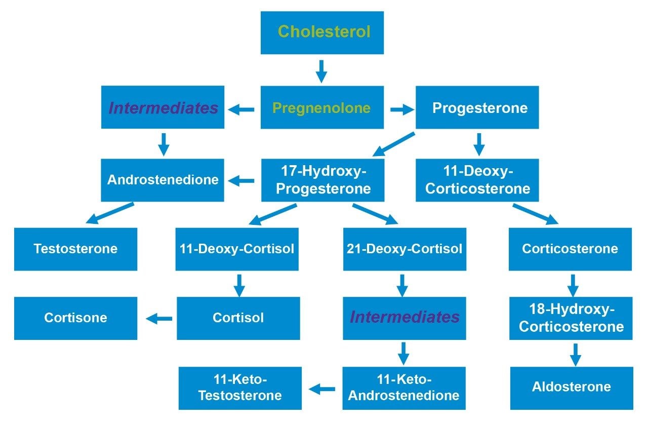 Simplified metabolic pathway for steroids analyzed using MetaboQuan-R