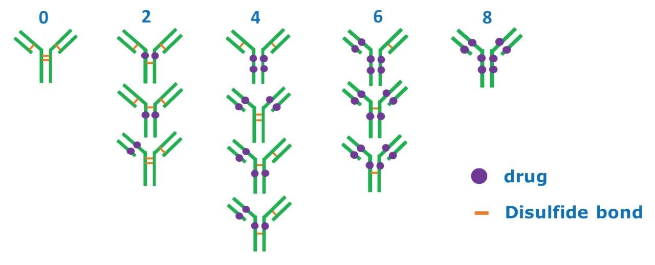 IgG1 antibody and its potential cysteine conjugated ADC drug loading distributions, including isomeric structures