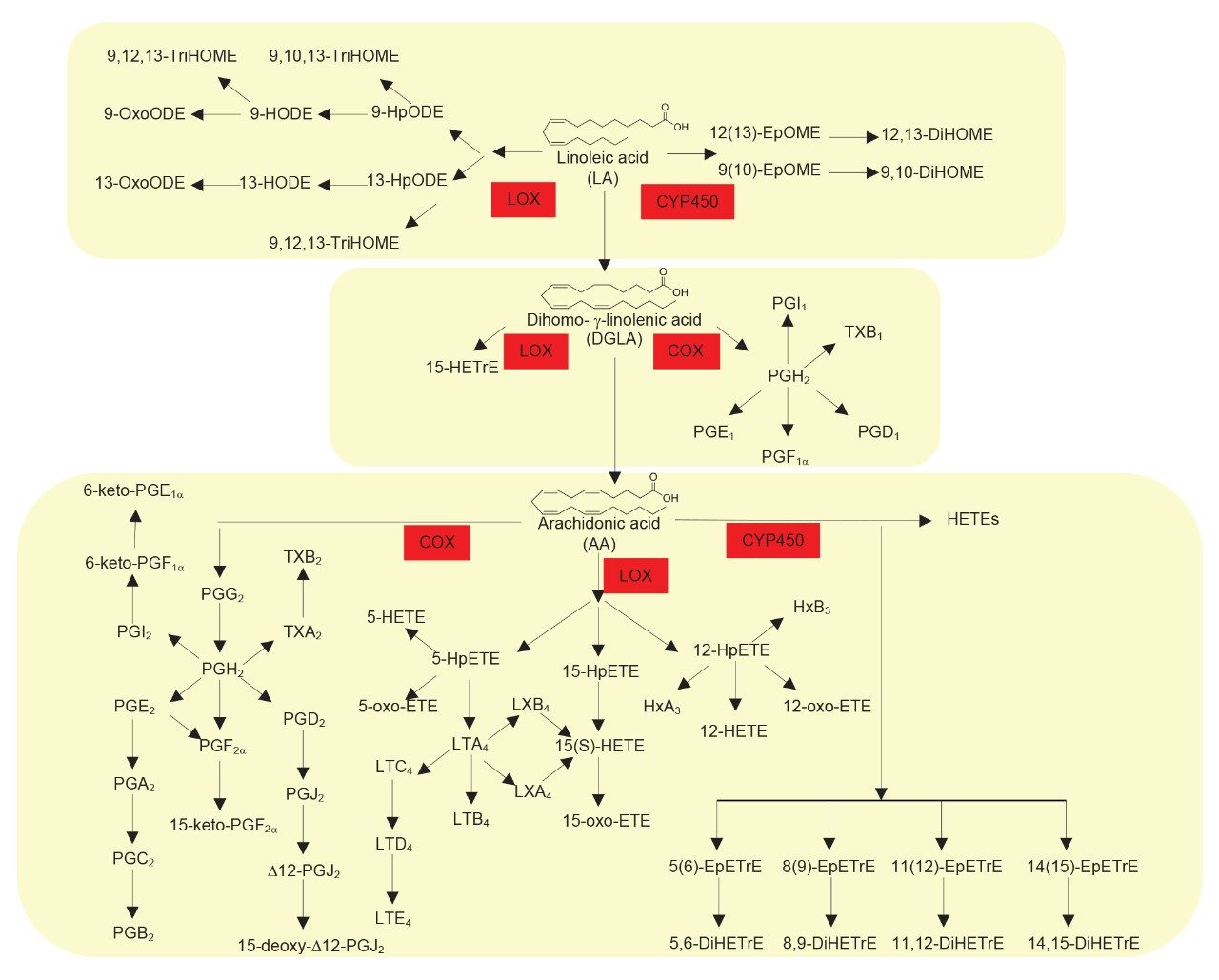 Schematic of the metabolic pathways that lead to the formation of oxylipins