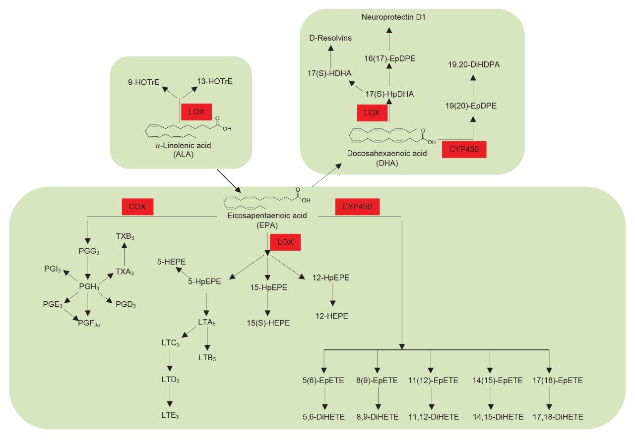 Schematic of the metabolic pathways that lead to the formation of oxylipins