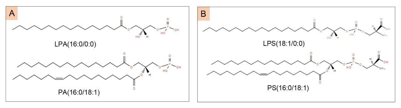 Chemical structure of analyzed lipid standards