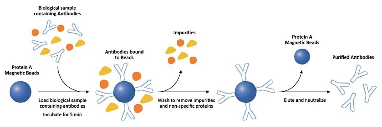 General protocol for antibody purification using Protein A-coupled magnetic beads