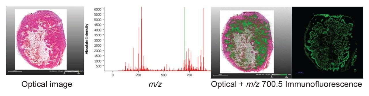 Overlaying a single ion species (m/z 700.5) onto the H&E image