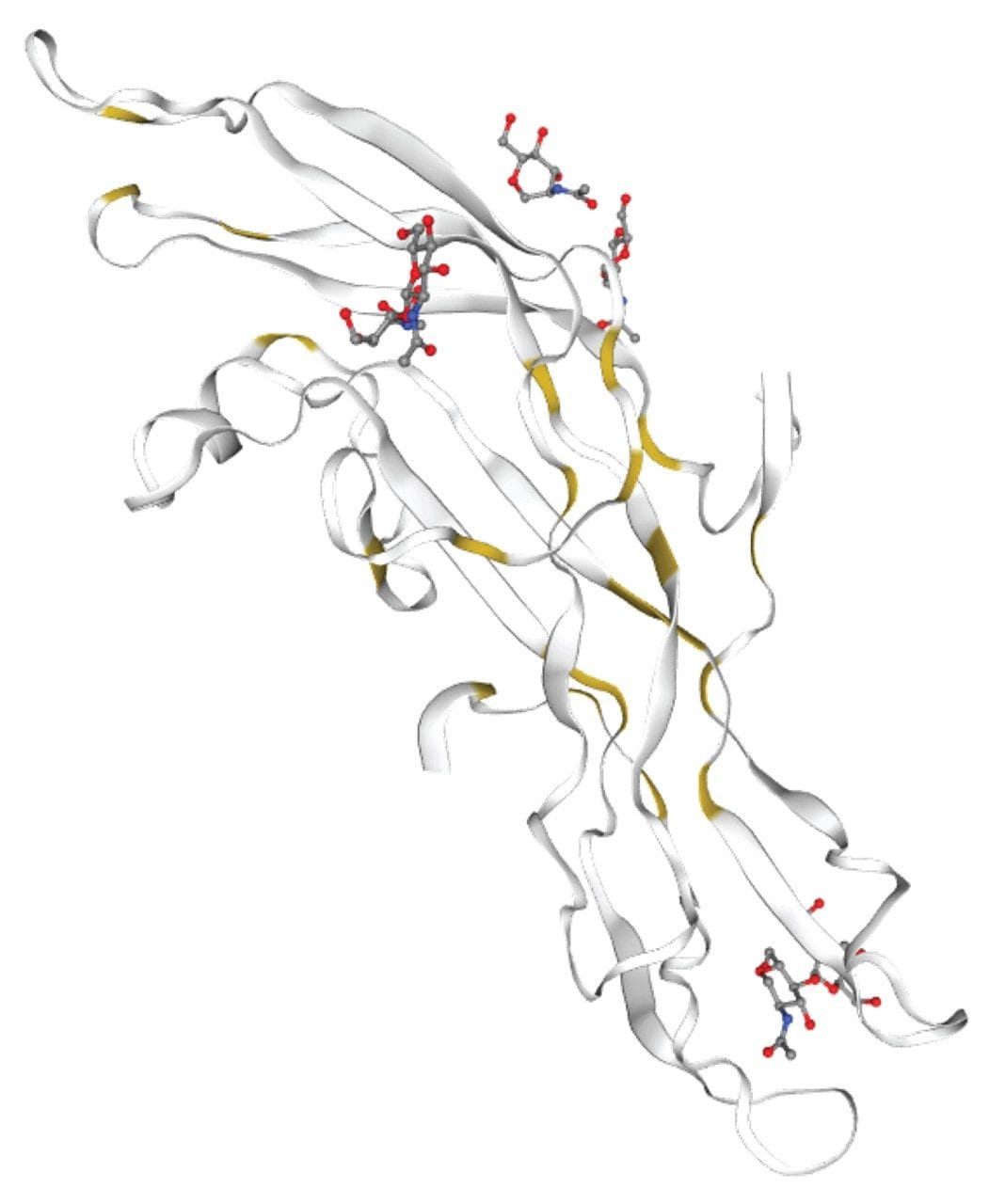 Structure of Human Chorionic Gonadotropin (hCG) with N-glycans (red) and disulfide bonds (yellow).