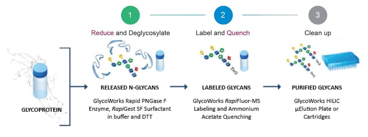 Workflow for the rapid preparation of complex N-glycans using the GlycoWorks RapiFluor-MS reducing protocol.