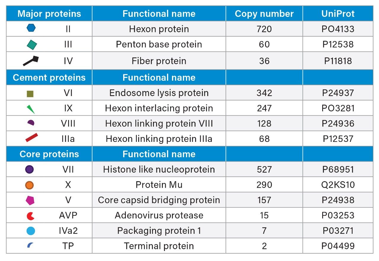 Adenovirus proteins for mature capsids categorized according to their function