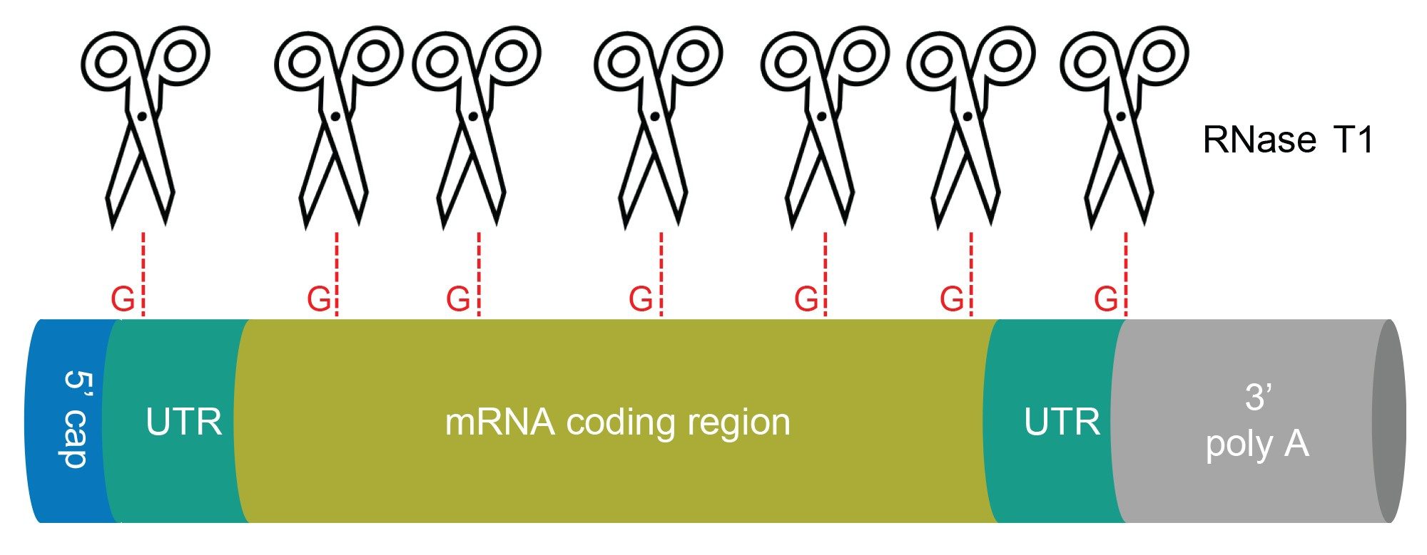 Schematic representation of mRNA structure. Scissors indicate putative cleavage sites of RNase T1