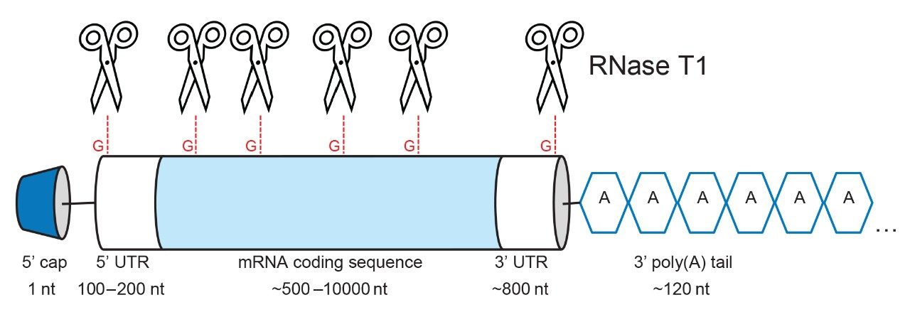 Schematic representation of mRNA structure