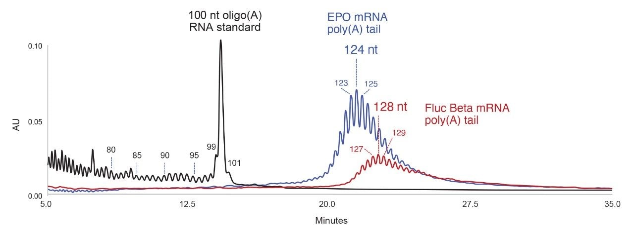 The most abundant peak in the Fluc Beta mRNA poly(A) tail grouping of peaks corresponds to a 128 nt long species