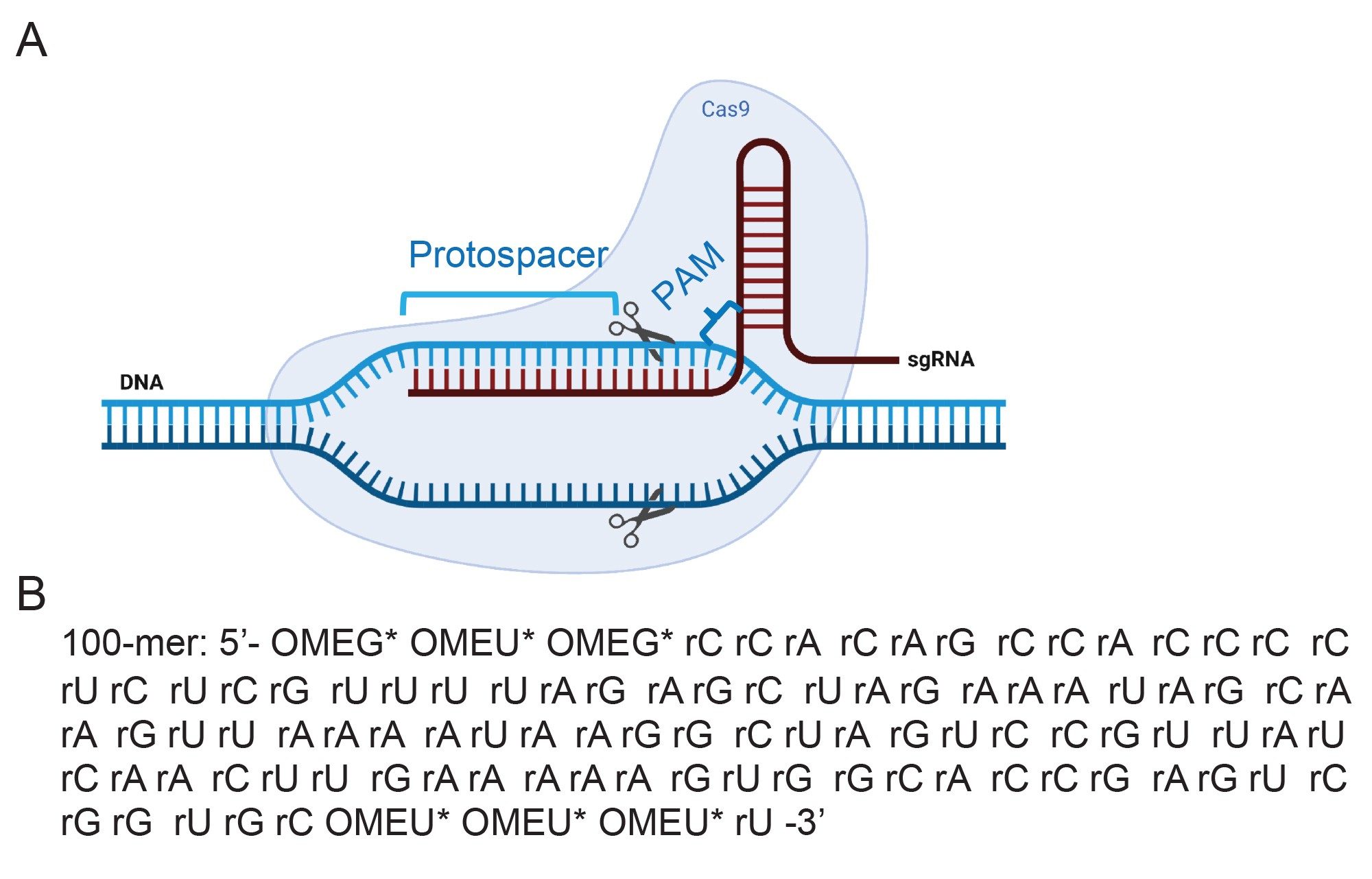 A schematic representation of a CRISPR-Cas9 ribonucleoprotein (RNP) complex with a single guide RNA (sgRNA) bound to a Cas9 protein and complementary DNA. Created with BioRender.com.