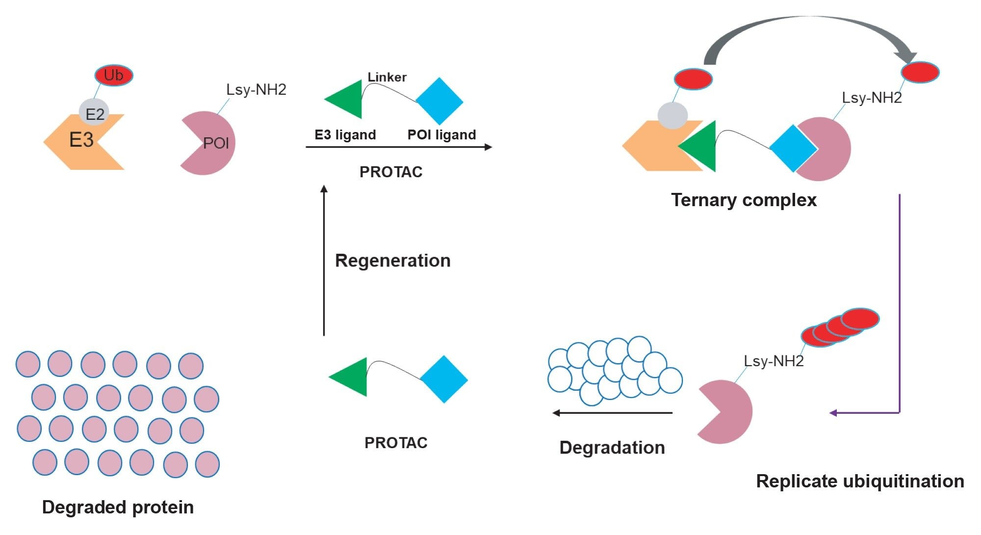 PROTACs catalysed protein degradation