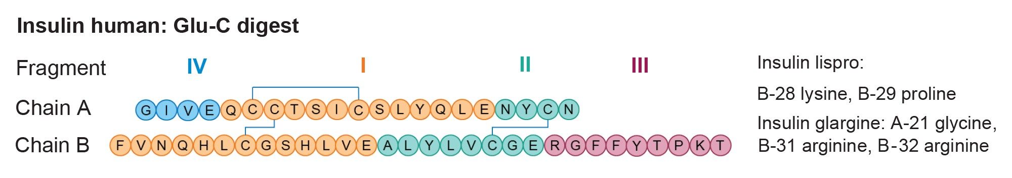 Insulin human produces four peptide fragments after Glu-C digestion