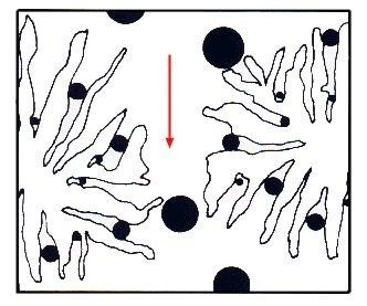 The larger molecules will elute first according to BOCOF's law (Big Ones Come Out First).