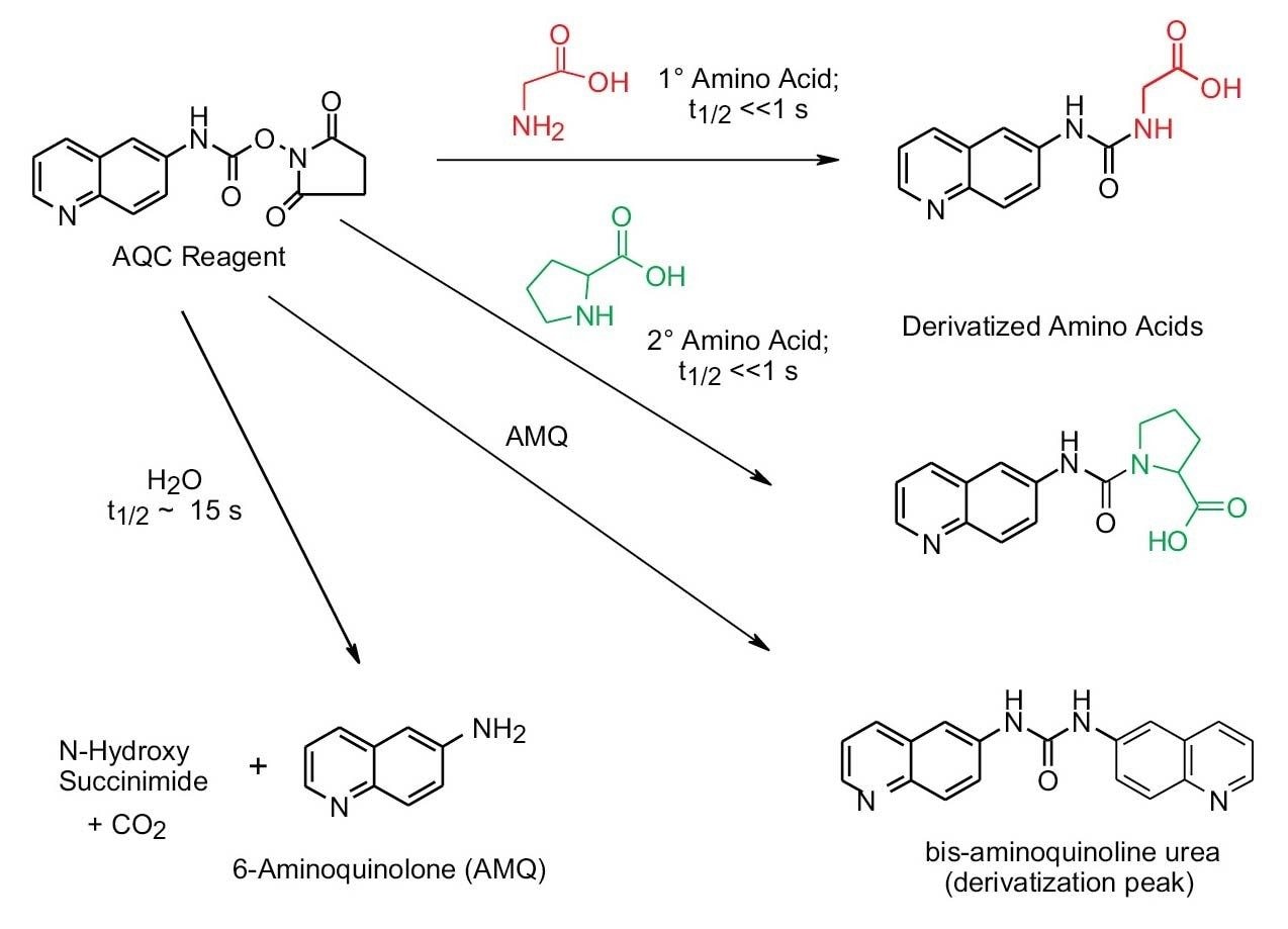 Figure 10. Schematic of AccQ•Tag reaction from derivatization of primary and secondary amino acids.