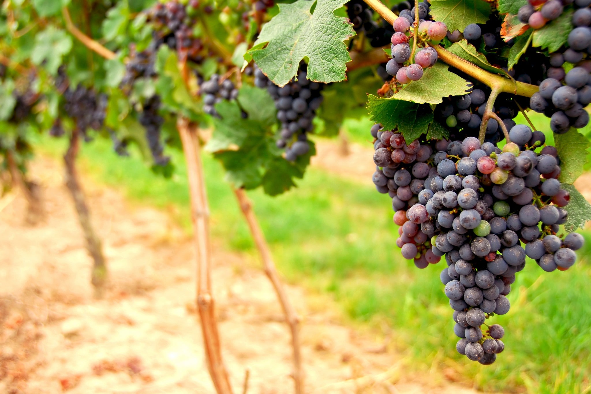 Uvas rojas colgando de una vid