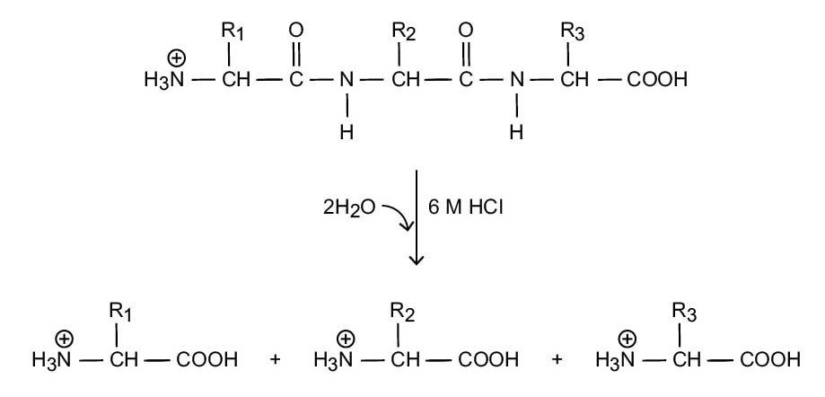 Figura 1. Hidrólisis ácida de proteínas.