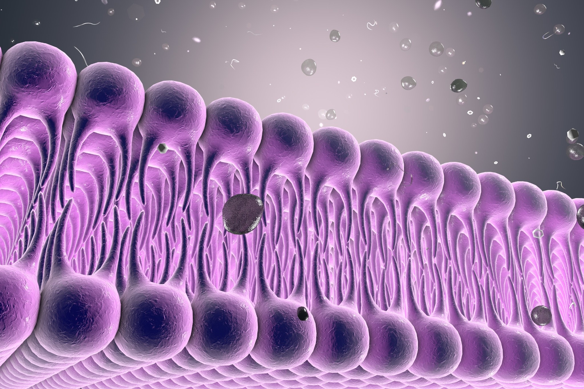 Membrane cellulaire d’une bicouche lipidique