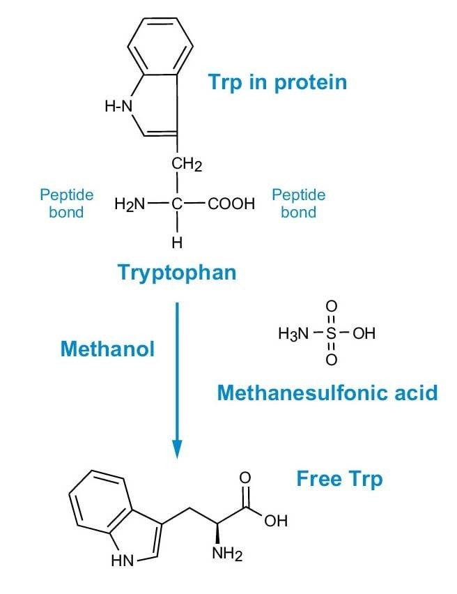 Figure 2. Hydrolyse du MSA pour l’analyse du Trp.