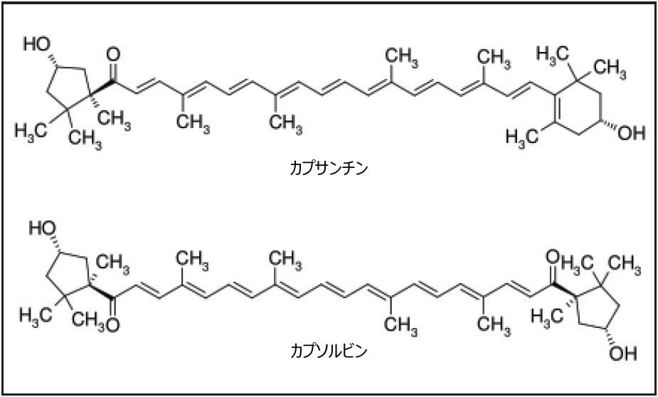  チリオレオレジンに含まれる天然の着色化合物