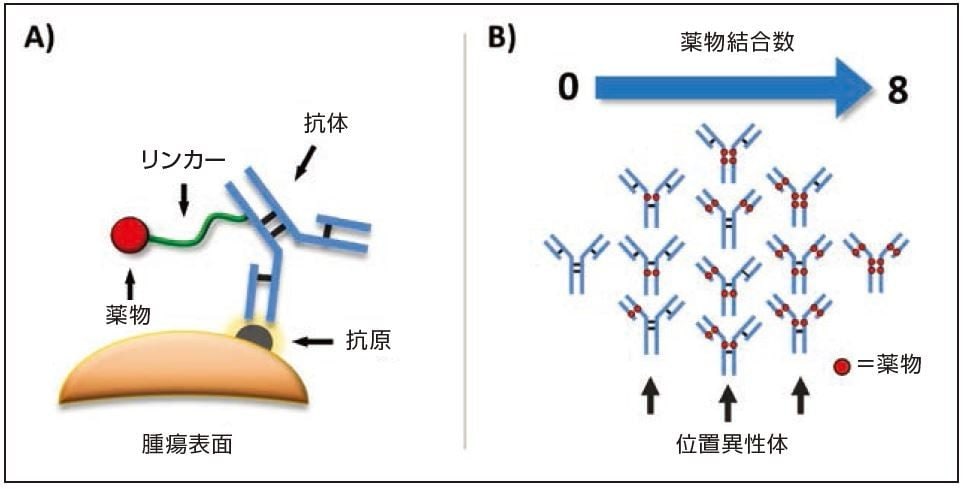 効果的なドラッグデザインとしてのバイオ医薬品 ADC の模式図