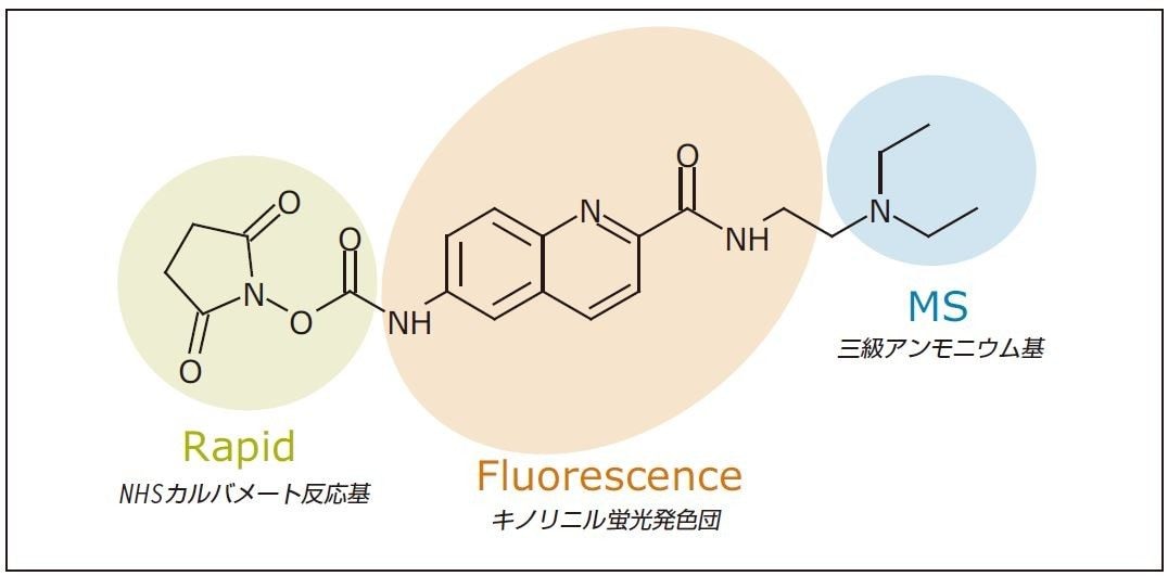 図 1. RapiFluor-MS 分子構造。