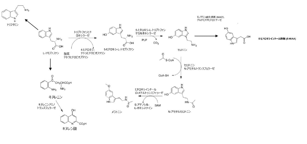 トリプトファンの代謝経路を示す概略図