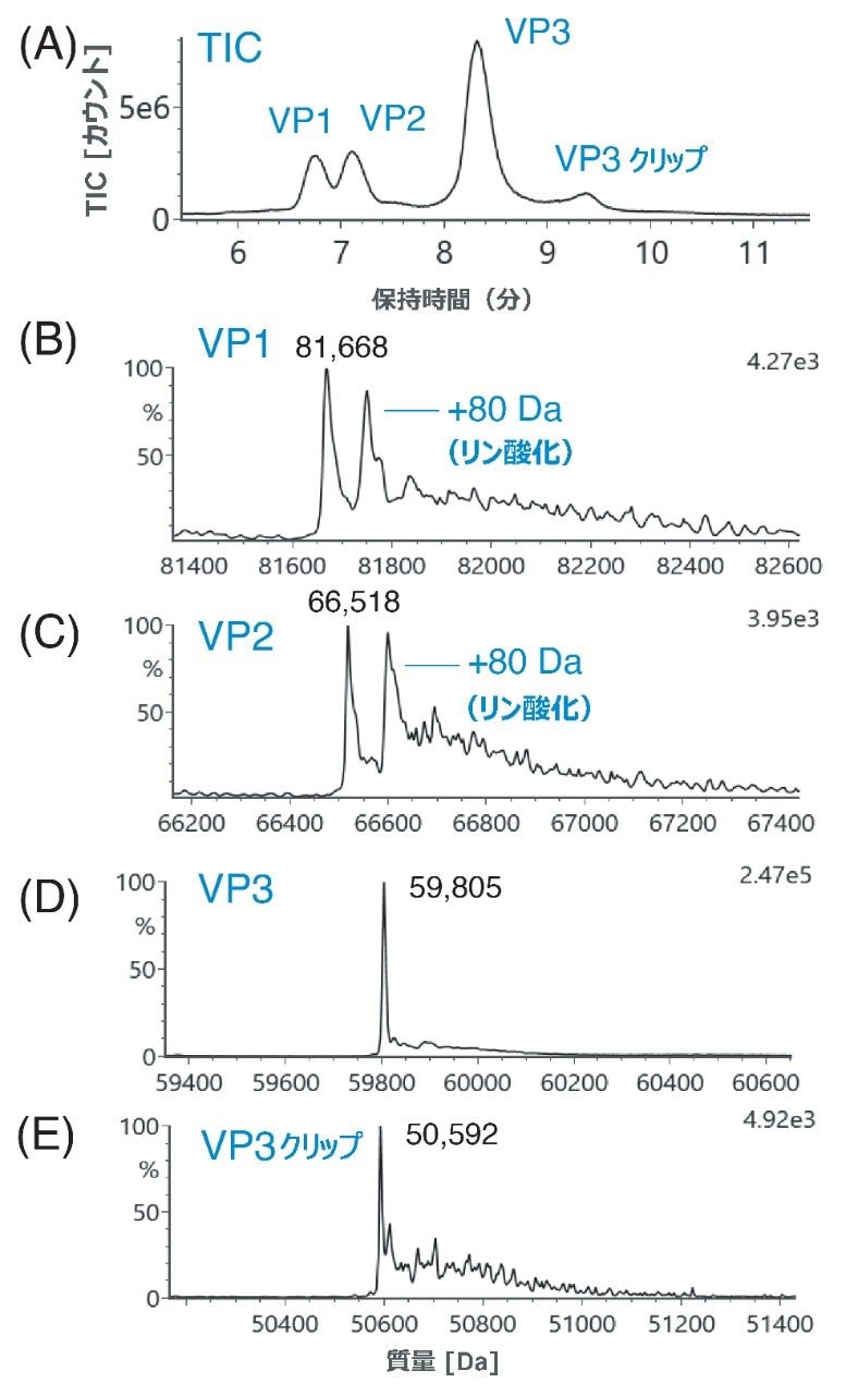 AAV カプシドタンパク質の RPLC-MS