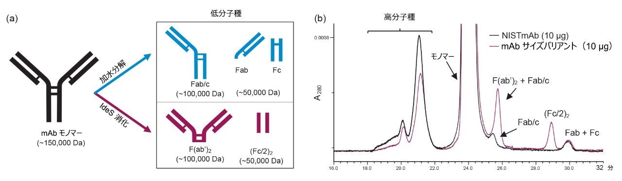  （A） mAb のグラフィック、（b）代表的な A280 SEC のクロマトグラム。