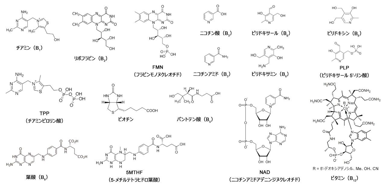 ビタミン B 群およびそのビタマーの構造