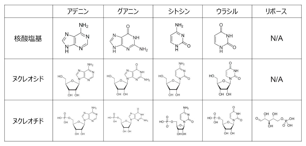 核酸塩基、ヌクレオシド、ヌクレオチドの分析種構造